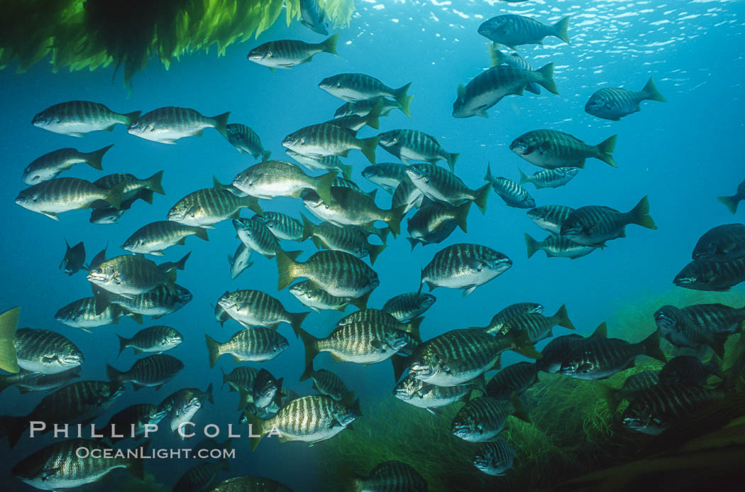 Zebra perch amid kelp forest. San Benito Islands (Islas San Benito), Baja California, Mexico, Hermosilla azurea, Macrocystis pyrifera, natural history stock photograph, photo id 06195