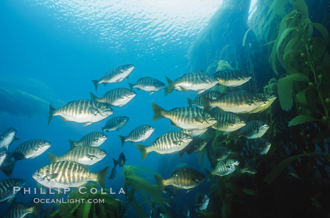 Zebra perch amid kelp forest, Islas San Benito. San Benito Islands (Islas San Benito), Baja California, Mexico, Hermosilla azurea, Macrocystis pyrifera, natural history stock photograph, photo id 06193