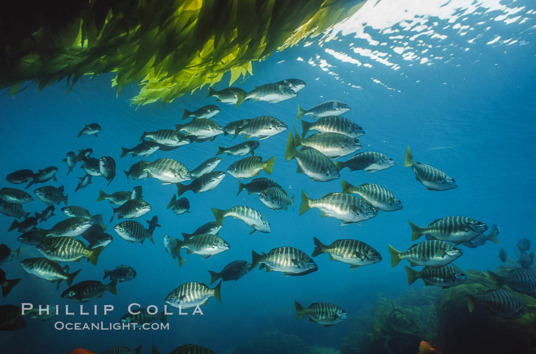 Zebra perch amid kelp forest. San Benito Islands (Islas San Benito), Baja California, Mexico, Hermosilla azurea, Macrocystis pyrifera, natural history stock photograph, photo id 06197