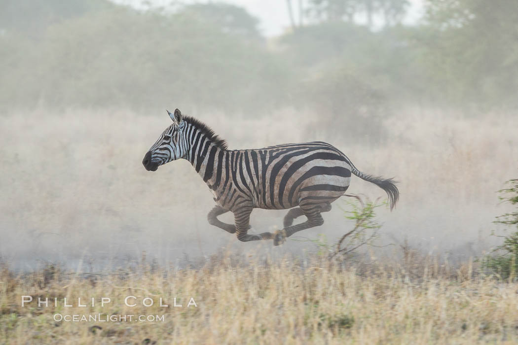 Zebra running, Meru National Park, Kenya., Equus quagga, natural history stock photograph, photo id 29636