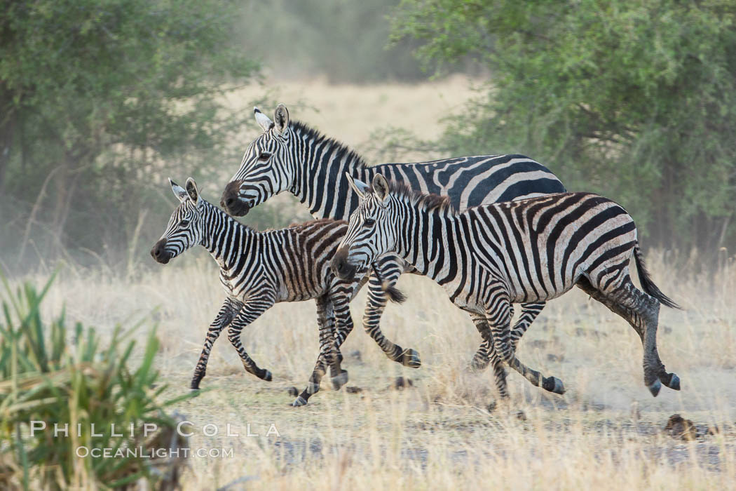 Zebra running, Meru National Park, Kenya., Equus quagga, natural history stock photograph, photo id 29635