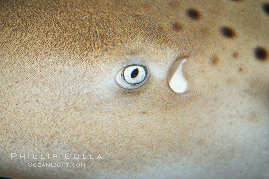 Zebra shark.  The zebra shark feeds on mollusks, crabs, shrimps and small fishes.  It can reach a length of 10 feet (3m)., Stegostoma fasciatum, natural history stock photograph, photo id 14970