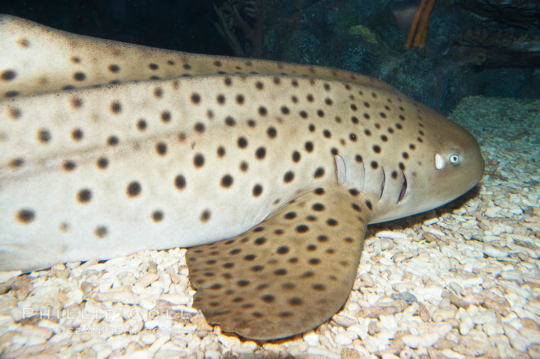 Zebra shark.  The zebra shark feeds on mollusks, crabs, shrimps and small fishes.  It can reach a length of 10 feet (3m)., Stegostoma fasciatum, natural history stock photograph, photo id 14976