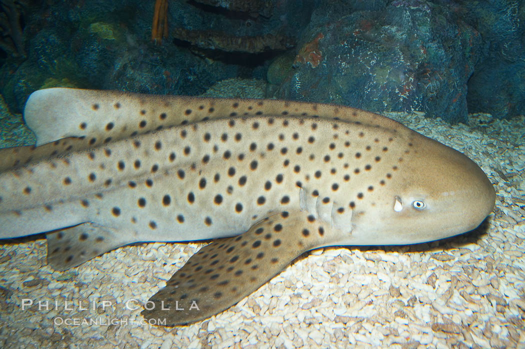 Zebra shark.  The zebra shark feeds on mollusks, crabs, shrimps and small fishes.  It can reach a length of 10 feet (3m)., Stegostoma fasciatum, natural history stock photograph, photo id 14967