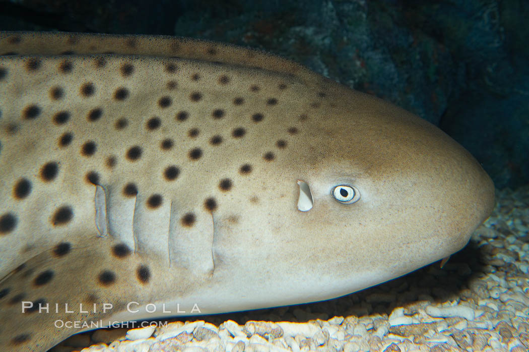 Zebra shark.  The zebra shark feeds on mollusks, crabs, shrimps and small fishes.  It can reach a length of 10 feet (3m)., Stegostoma fasciatum, natural history stock photograph, photo id 14977