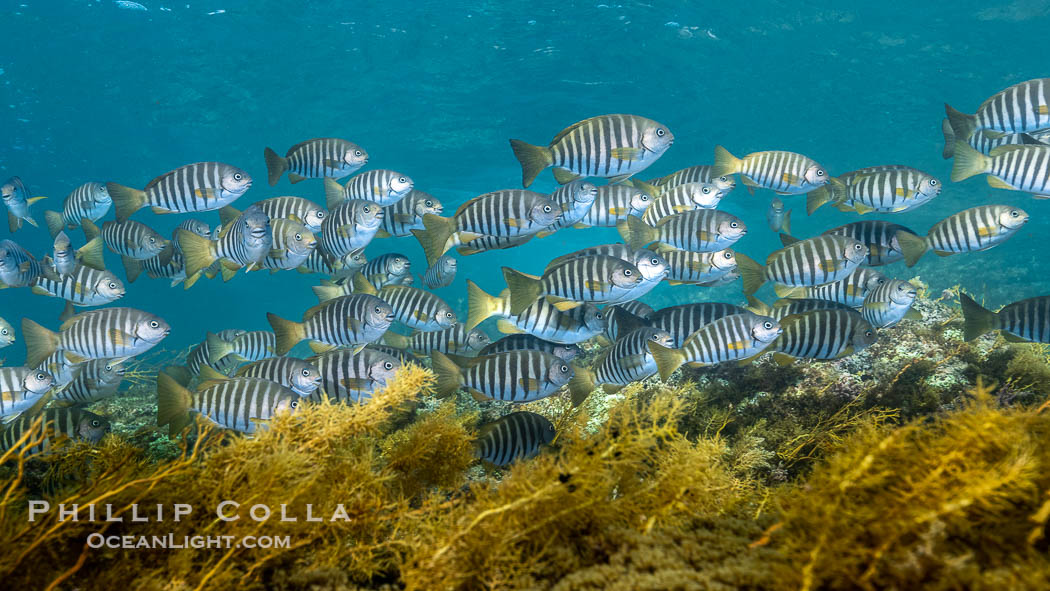 Zebrafish over kelp in shallow water, Girella zebra, Kangaroo Island, South Australia, Girella zebra