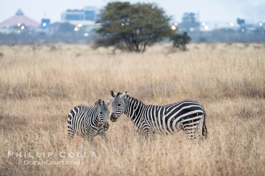 Zebras at sunrise, the city of Nairobi in the distance, Nairobi National Park. Kenya, Equus quagga, natural history stock photograph, photo id 39731