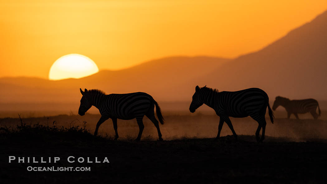 Zebras at sunset, Amboseli National Park. Kenya, Equus quagga, natural history stock photograph, photo id 39551