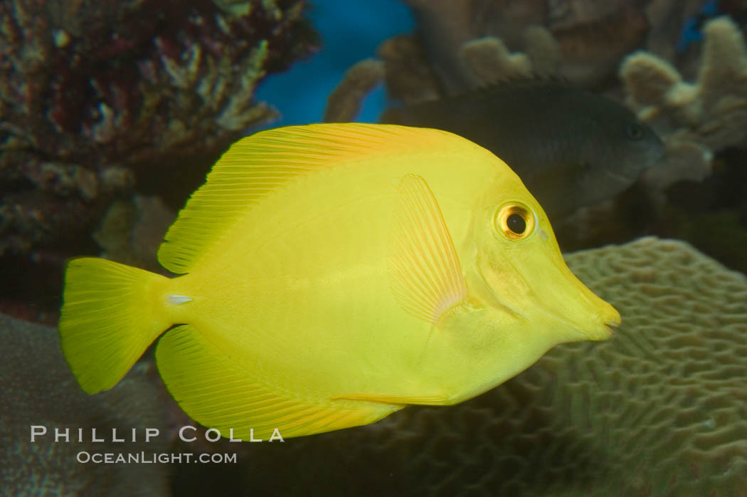 Yellow tang., Zebrasoma flavescens, natural history stock photograph, photo id 07850