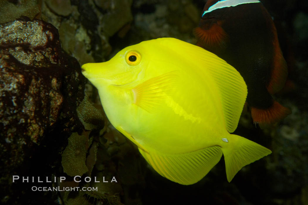 Yellow tang., Zebrasoma flavescens, natural history stock photograph, photo id 11042