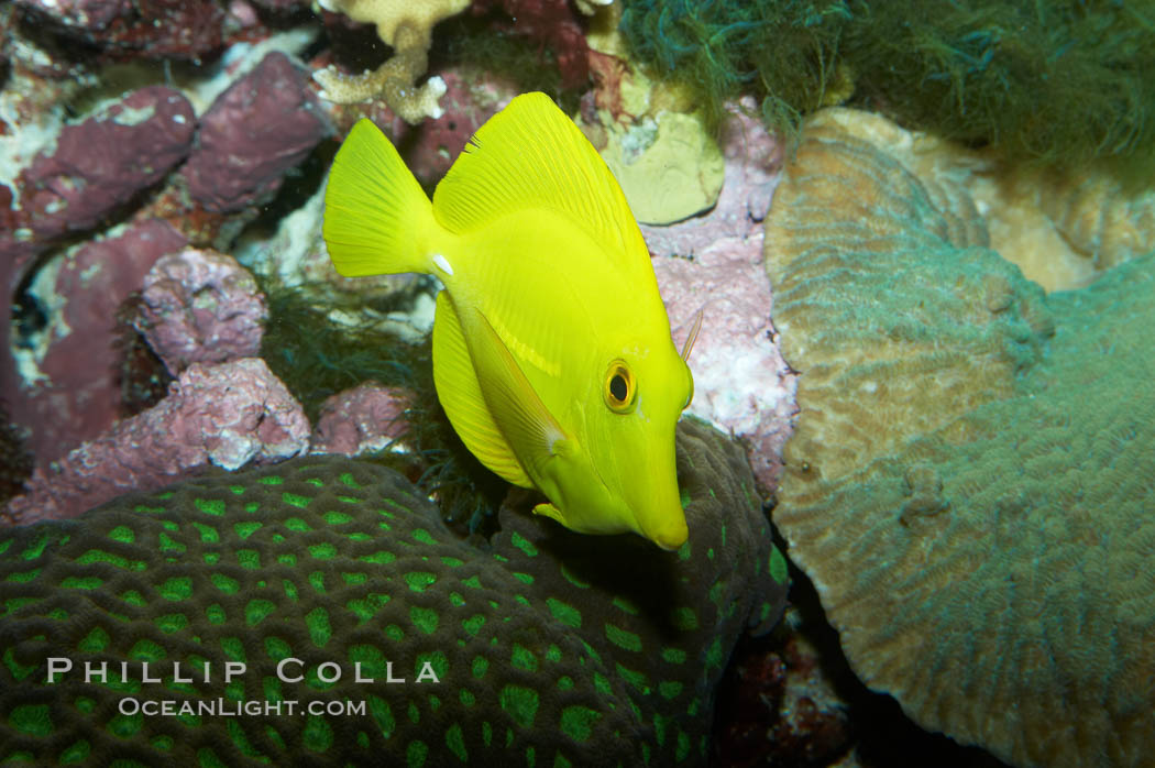 Yellow tang, juvenile., Zebrasoma flavescens, natural history stock photograph, photo id 11850