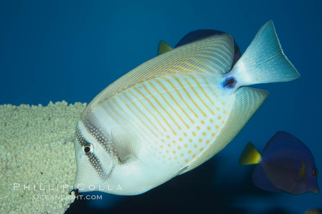 Sailfin tang., Zebrasoma veliferum, natural history stock photograph, photo id 07931