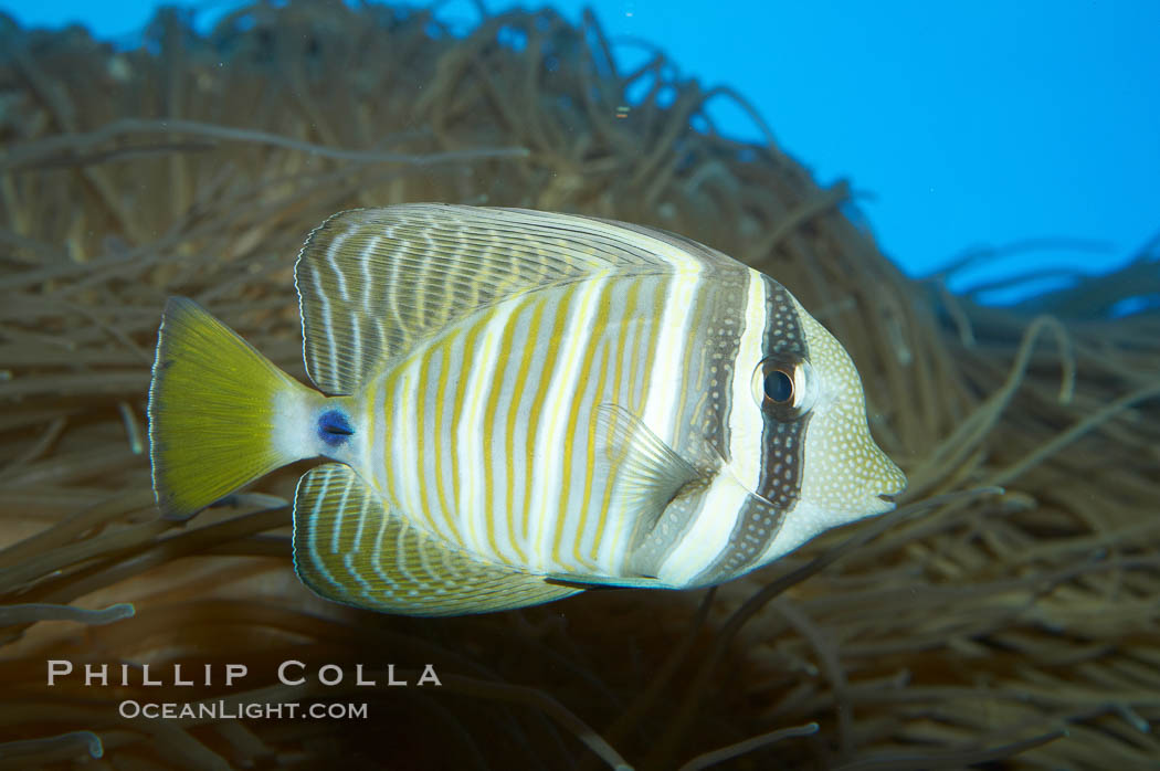 Sailfin tang., Zebrasoma veliferum, natural history stock photograph, photo id 11831