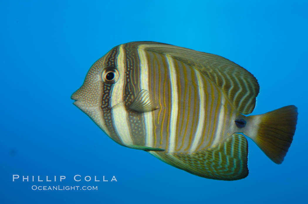 Sailfin tang., Zebrasoma veliferum, natural history stock photograph, photo id 07797