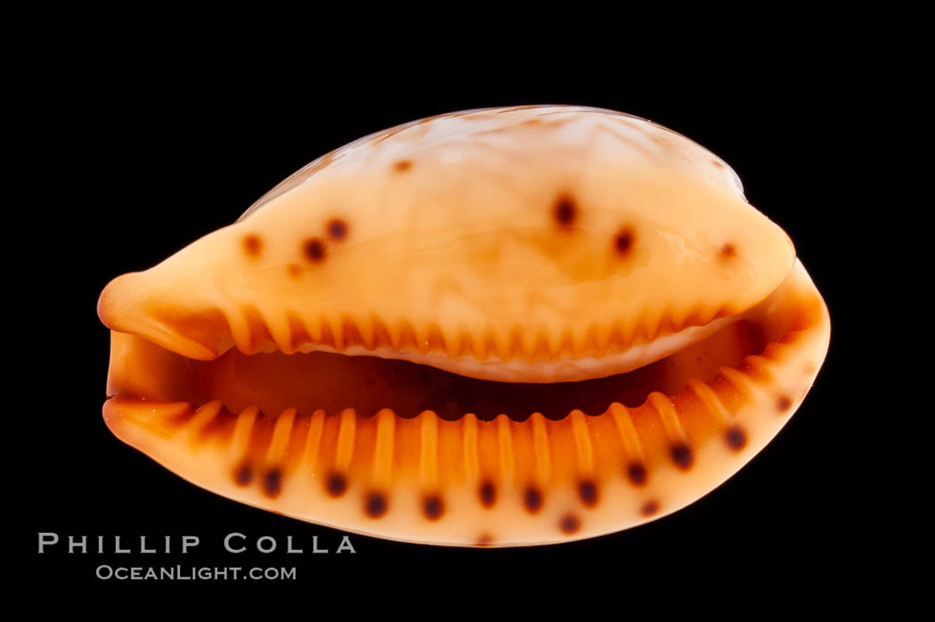 Zigzag Cowrie., Cypraea ziczac, natural history stock photograph, photo id 08753