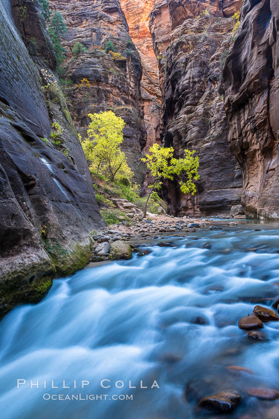 The Virgin River Narrows, where the Virgin River has carved deep, narrow canyons through the Zion National Park sandstone, creating one of the finest hikes in the world. Utah, USA, natural history stock photograph, photo id 32626