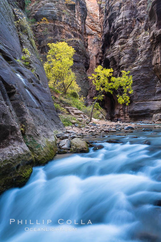 The Virgin River Narrows, where the Virgin River has carved deep, narrow canyons through the Zion National Park sandstone, creating one of the finest hikes in the world. Utah, USA, natural history stock photograph, photo id 32627