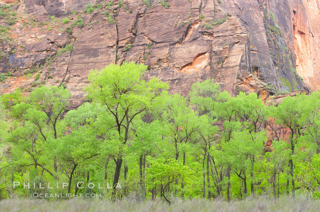 Cottonwoods with their deep green spring foliage contrast with the rich red Navaho sandstone cliffs of Zion Canyon. Zion National Park, Utah, USA, natural history stock photograph, photo id 12502