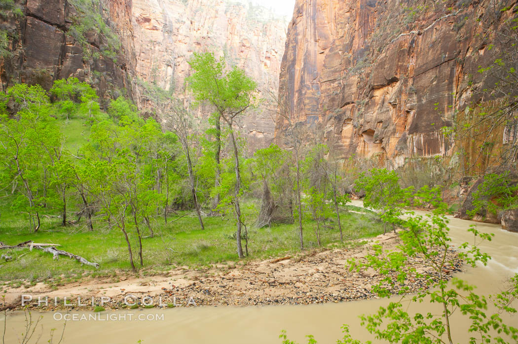 The Virgin River runs swift and deep following spring thunderstorms. The river is colored reddish-brown from the tons of red sandstone silt that it carries out of Zion Canyon as it slowly carves the canyon. Zion National Park, Utah, USA, natural history stock photograph, photo id 12510