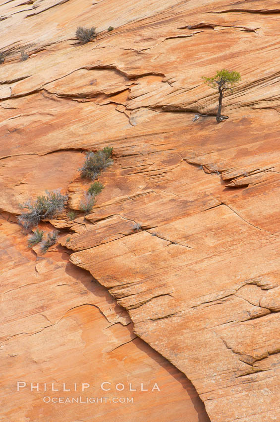 Navajo sandstone forms the cliffs and walls of Zion National Park. The sandstone reaches a thickness of 2300 feet and consists of ancient cemented desert sand dunes. Horizontal lines, commonly called crossbedding, represent layers of wind-blown sand that built up into sand dunes. These dunes were then buried, and the sand grains glued together by calcite and iron oxide to form sandstone. Utah, USA, natural history stock photograph, photo id 12514