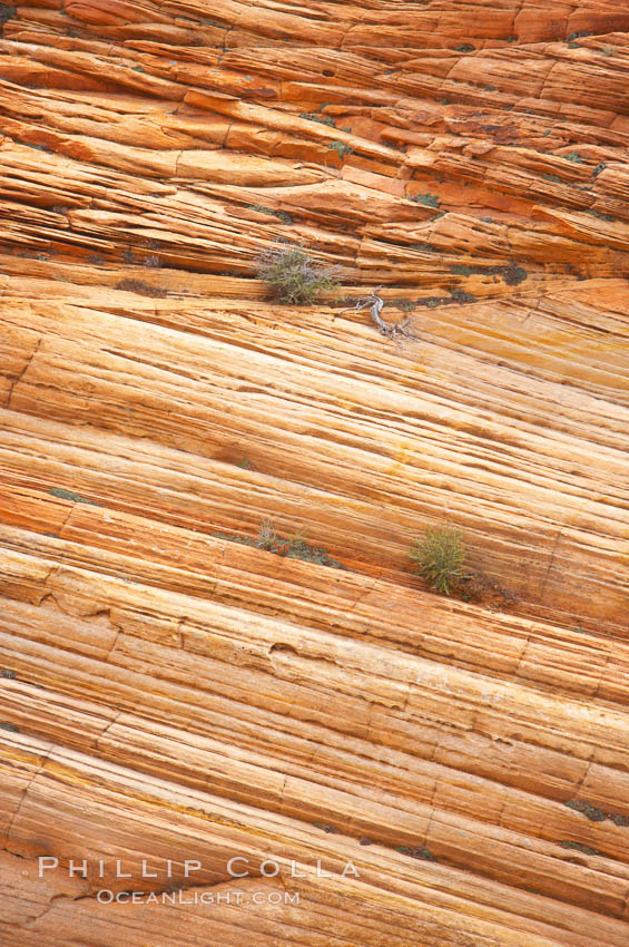 Navajo sandstone forms the cliffs and walls of Zion National Park. The sandstone reaches a thickness of 2300 feet and consists of ancient cemented desert sand dunes. Horizontal lines, commonly called crossbedding, represent layers of wind-blown sand that built up into sand dunes. These dunes were then buried, and the sand grains glued together by calcite and iron oxide to form sandstone. Utah, USA, natural history stock photograph, photo id 12522