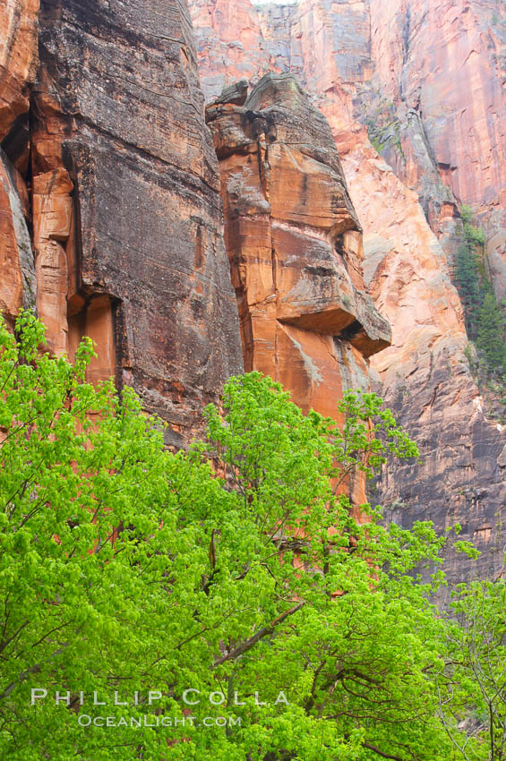 Cottonwoods with their deep green spring foliage contrast with the rich red Navaho sandstone cliffs of Zion Canyon. Zion National Park, Utah, USA, natural history stock photograph, photo id 12504