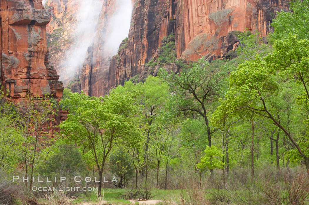 Cottonwoods with their deep green spring foliage contrast with the rich red Navaho sandstone cliffs of Zion Canyon. Zion National Park, Utah, USA, natural history stock photograph, photo id 12508