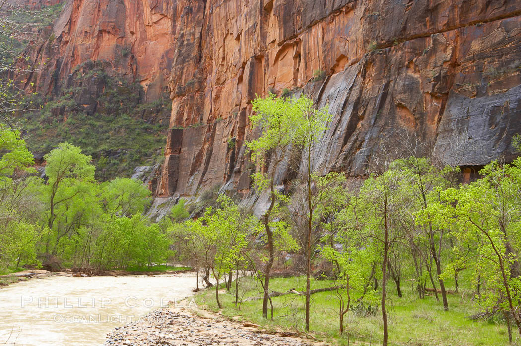 The Virgin River runs swift and deep following spring thunderstorms. The river is colored reddish-brown from the tons of red sandstone silt that it carries out of Zion Canyon as it slowly carves the canyon. Zion National Park, Utah, USA, natural history stock photograph, photo id 12512
