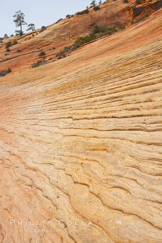 Navajo sandstone forms the cliffs and walls of Zion National Park. The sandstone reaches a thickness of 2300 feet and consists of ancient cemented desert sand dunes. Horizontal lines, commonly called crossbedding, represent layers of wind-blown sand that built up into sand dunes. These dunes were then buried, and the sand grains glued together by calcite and iron oxide to form sandstone. Utah, USA, natural history stock photograph, photo id 12516