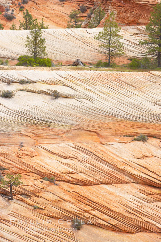 Navajo sandstone forms the cliffs and walls of Zion National Park. The sandstone reaches a thickness of 2300 feet and consists of ancient cemented desert sand dunes. Horizontal lines, commonly called crossbedding, represent layers of wind-blown sand that built up into sand dunes. These dunes were then buried, and the sand grains glued together by calcite and iron oxide to form sandstone. Utah, USA, natural history stock photograph, photo id 12520