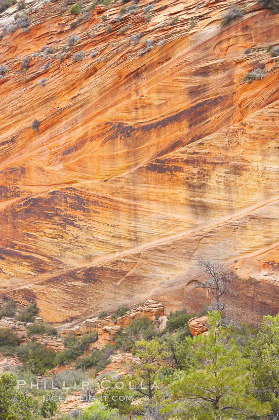 Navajo sandstone forms the cliffs and walls of Zion National Park. The sandstone reaches a thickness of 2300 feet and consists of ancient cemented desert sand dunes. Horizontal lines, commonly called crossbedding, represent layers of wind-blown sand that built up into sand dunes. These dunes were then buried, and the sand grains glued together by calcite and iron oxide to form sandstone. Utah, USA, natural history stock photograph, photo id 12524