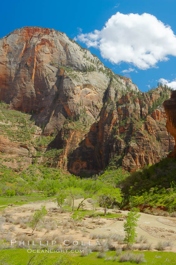 The Virgin River and cottonwood trees lie below the enormous red sandstone cliffs of Zion Canyon. Zion National Park, Utah, USA, natural history stock photograph, photo id 12808