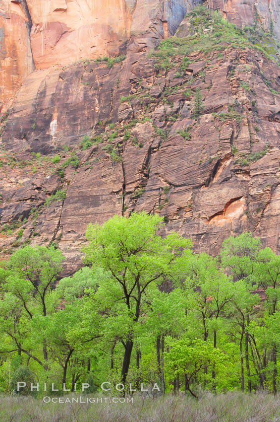 Cottonwoods with their deep green spring foliage contrast with the rich red Navaho sandstone cliffs of Zion Canyon. Zion National Park, Utah, USA, natural history stock photograph, photo id 12499