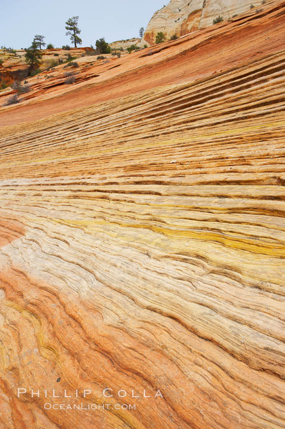 Navajo sandstone forms the cliffs and walls of Zion National Park. The sandstone reaches a thickness of 2300 feet and consists of ancient cemented desert sand dunes. Horizontal lines, commonly called crossbedding, represent layers of wind-blown sand that built up into sand dunes. These dunes were then buried, and the sand grains glued together by calcite and iron oxide to form sandstone. Utah, USA, natural history stock photograph, photo id 12519