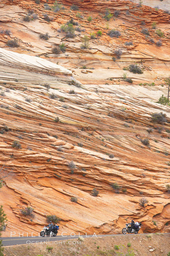 Navajo sandstone forms the cliffs and walls of Zion National Park. The sandstone reaches a thickness of 2300 feet and consists of ancient cemented desert sand dunes. Horizontal lines, commonly called crossbedding, represent layers of wind-blown sand that built up into sand dunes. These dunes were then buried, and the sand grains glued together by calcite and iron oxide to form sandstone. Utah, USA, natural history stock photograph, photo id 12523