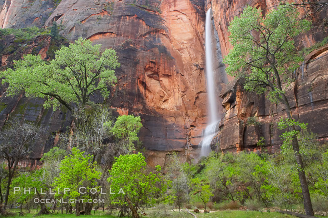 Waterfall at Temple of Sinawava during peak flow following spring rainstorm.  Zion Canyon. Zion National Park, Utah, USA, natural history stock photograph, photo id 12469