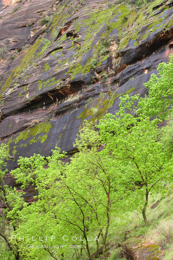 Cottonwoods with their deep green spring foliage contrast with the rich red Navaho sandstone cliffs of Zion Canyon. Zion National Park, Utah, USA, natural history stock photograph, photo id 12505