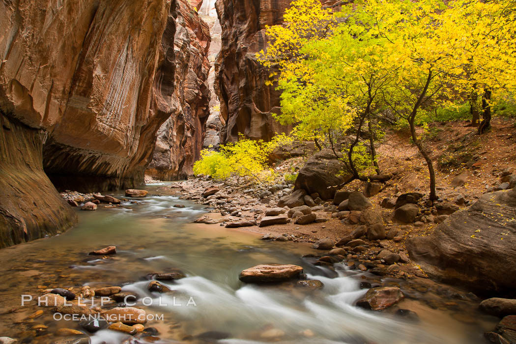 The Virgin River flows by autumn cottonwood trees, part of the Virgin River Narrows.  This is a fantastic hike in fall with the comfortable temperatures, beautiful fall colors and light crowds. Zion National Park, Utah, USA, natural history stock photograph, photo id 26098