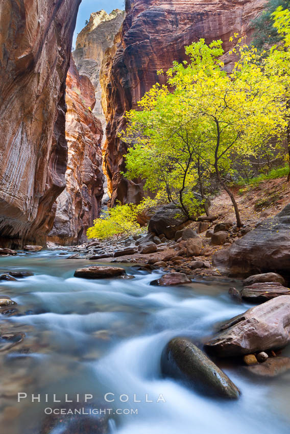 Yellow cottonwood trees in autumn, fall colors in the Virgin River Narrows in Zion National Park. Utah, USA, natural history stock photograph, photo id 26088