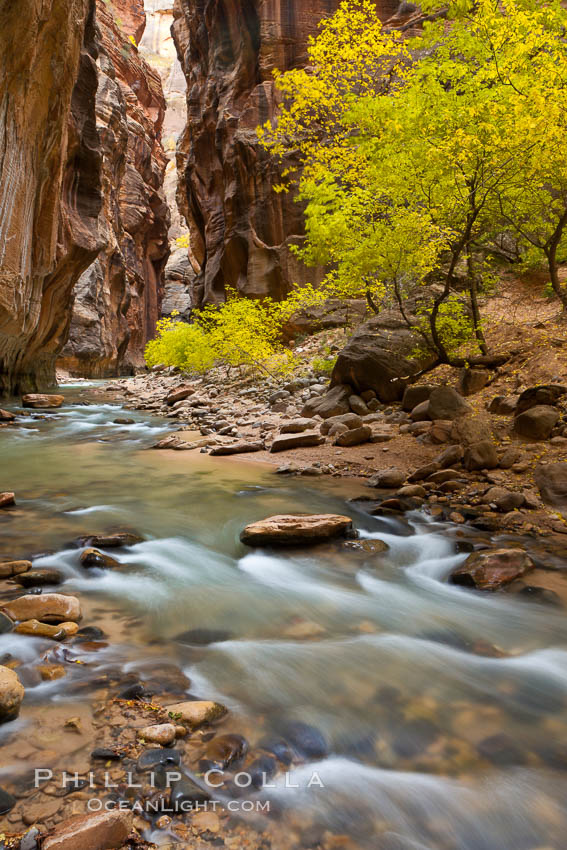 Yellow cottonwood trees in autumn, fall colors in the Virgin River Narrows in Zion National Park. Utah, USA, natural history stock photograph, photo id 26121