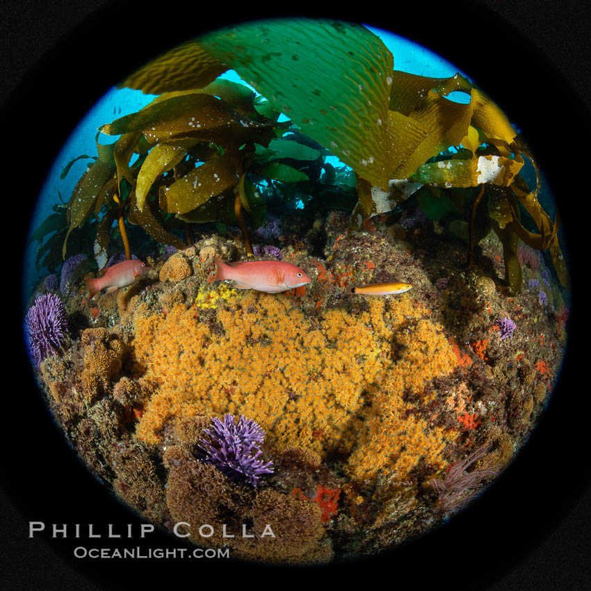 The rare yellow zoanthid anemone Epizoanthus giveni, in large aggregations on the Yellow Wall at Farnsworth Banks, Catalina Island. California, USA, Epizoanthus giveni, natural history stock photograph, photo id 37222