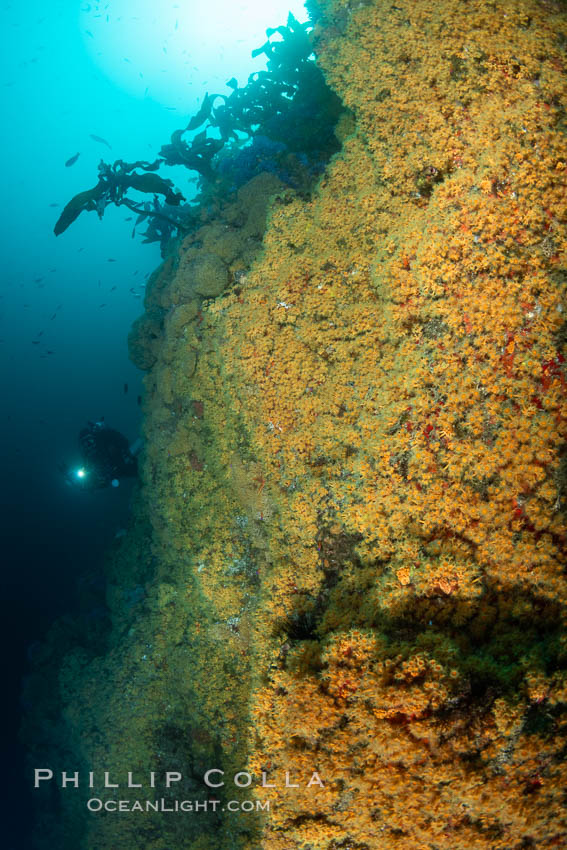 The rare yellow zoanthid anemone Epizoanthus giveni, in large aggregations on the Yellow Wall at Farnsworth Banks, Catalina Island. California, USA, Epizoanthus giveni, natural history stock photograph, photo id 37270