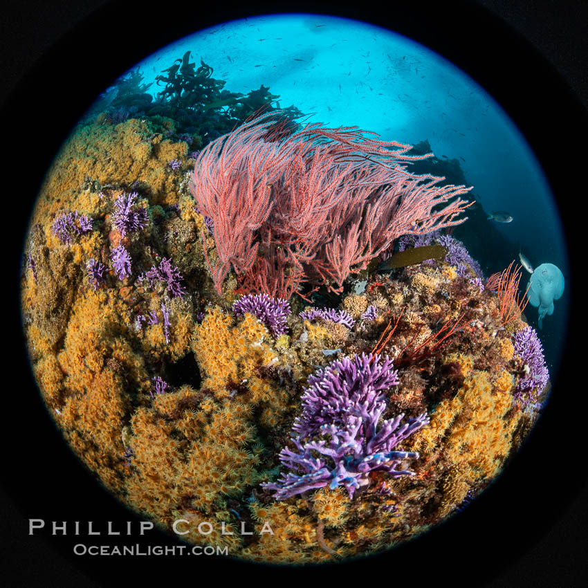 Red gorgonian Leptogorgia chilensis, purple hydrocoral Stylaster californicus, and yellow zoanthid anemone Epizoanthus giveni, at Farnsworth Banks, Catalina Island. California, USA, Leptogorgia chilensis, Lophogorgia chilensis, Allopora californica, Stylaster californicus, Epizoanthus giveni, natural history stock photograph, photo id 37220