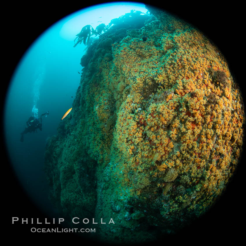 The rare yellow zoanthid anemone Epizoanthus giveni, in large aggregations on the Yellow Wall at Farnsworth Banks, Catalina Island. California, USA, Epizoanthus giveni, natural history stock photograph, photo id 37252