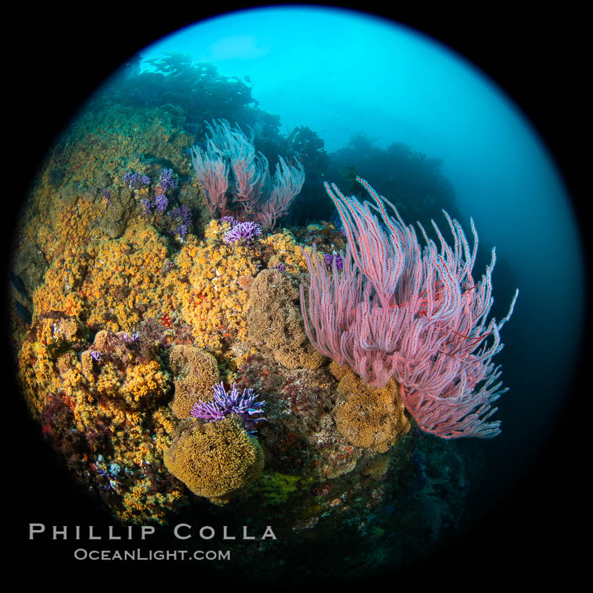 Red gorgonian Leptogorgia chilensis, purple hydrocoral Stylaster californicus, and yellow zoanthid anemone Epizoanthus giveni, at Farnsworth Banks, Catalina Island. California, USA, Leptogorgia chilensis, Lophogorgia chilensis, Allopora californica, Stylaster californicus, Epizoanthus giveni, natural history stock photograph, photo id 37251