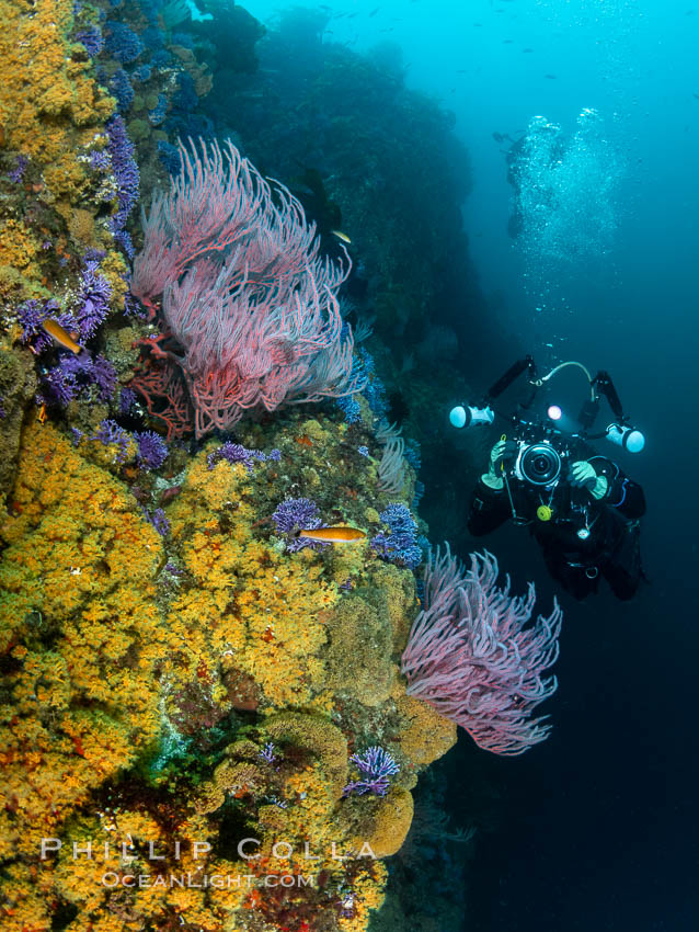 Red gorgonian Leptogorgia chilensis, purple hydrocoral Stylaster californicus, and yellow zoanthid anemone Epizoanthus giveni, at Farnsworth Banks, Catalina Island, Leptogorgia chilensis, Lophogorgia chilensis, Allopora californica, Stylaster californicus, Epizoanthus giveni