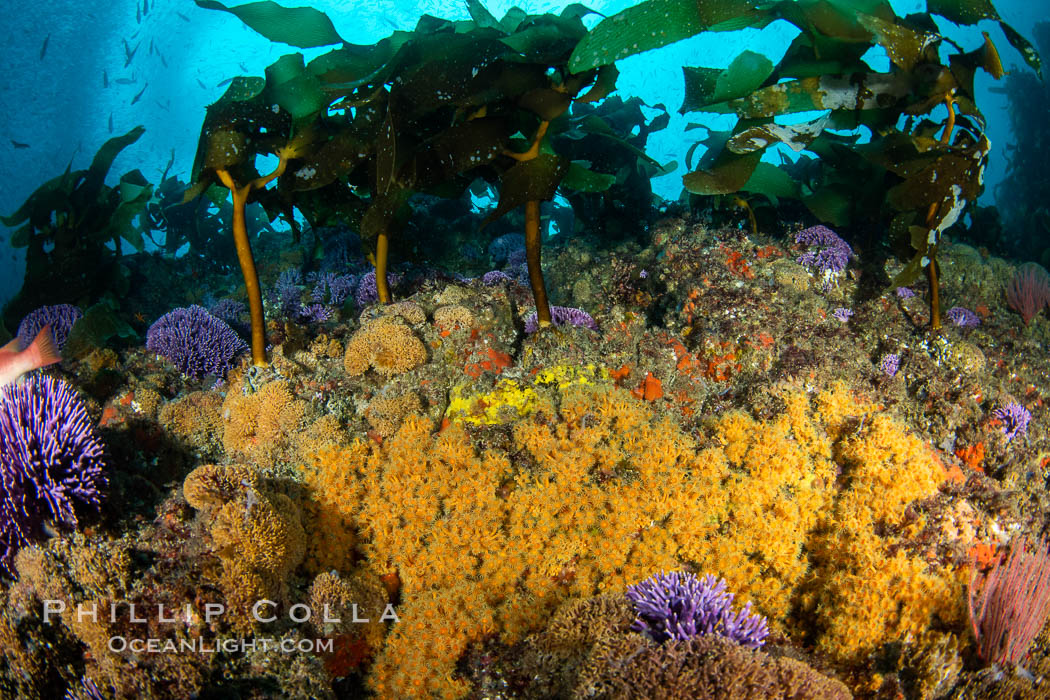 The rare yellow zoanthid anemone Epizoanthus giveni, in large aggregations on the Yellow Wall at Farnsworth Banks, Catalina Island. California, USA, Epizoanthus giveni, natural history stock photograph, photo id 37221