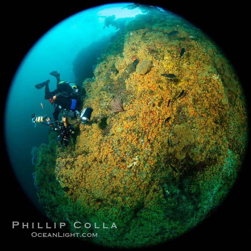 The rare yellow zoanthid anemone Epizoanthus giveni, in large aggregations on the Yellow Wall at Farnsworth Banks, Catalina Island. California, USA, Epizoanthus giveni, natural history stock photograph, photo id 37253