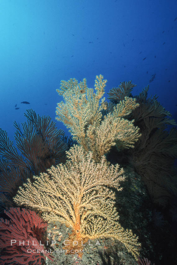 Parasitic zoanthid anemones (yellow) cover dead/dying brown gorgonian. Eagle Rock. Catalina Island, California, USA, Muricea fruticosa, Parazoanthus lucificum, Savalia lucifica, natural history stock photograph, photo id 05342