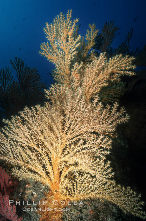 Parasitic zoanthid anemones (yellow) cover dead/dying brown gorgonian. Eagle Rock. Catalina Island, California, USA, Muricea fruticosa, Parazoanthus lucificum, Savalia lucifica, natural history stock photograph, photo id 05341